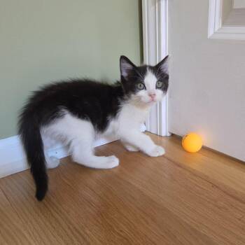 Stills -  Domestic Short Hair Cat for Adoption in Evanston, Illinois - Stills | PetCurious