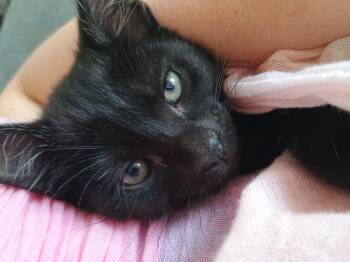 Myla -  American Shorthair Cat for Adoption in Beach Park, Illinois - Myla | PetCurious