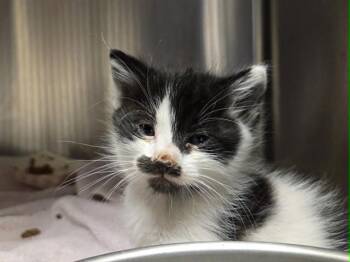 A1048830 -  Domestic Short Hair Cat for Adoption in Martinez, California - A1048830 | PetCurious