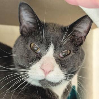 Smokey - Adoption Fee Paid -  Domestic Short Hair Cat for Adoption in Jefferson, Wisconsin - Smokey - Adoption Fee Paid | PetCurious