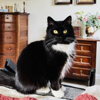 Domestic Long Hair Cats Available for Adoption - Tuxie | PetCurious