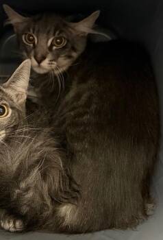 Yacht -  Domestic Medium Hair Cat for Adoption in Park Row, Texas - Yacht | PetCurious