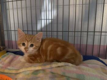 Carolina Reaper -  Domestic Short Hair Cat Available for Adoption in Dale City, Virginia - Carolina Reaper | PetCurious