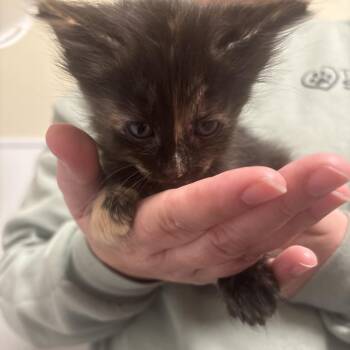 Domestic Short Hair Cats Available for Adoption in Tulsa, Oklahoma - Spool | PetCurious