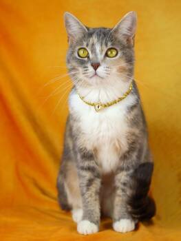 Calico Cats Available for Adoption in Lewisburg, Tennessee - Silk | PetCurious