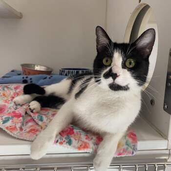 Cristela -  Domestic Short Hair Cat for Adoption in San Pablo, California - Cristela | PetCurious