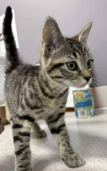 Rescue Domestic Short Hair Cats for Adoption in Annapolis, Maryland - Caroline | PetCurious