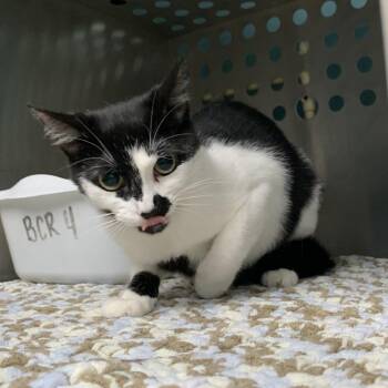 Domestic Short Hair Cats Available for Adoption in Gainesville, Georgia - Greta | PetCurious
