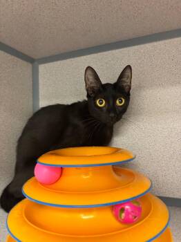 Madge -  Domestic Short Hair Cat for Adoption in Liverpool, New York - Madge | PetCurious