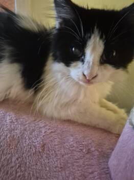 C338 Litter Ramsey -  Domestic Long Hair Cat for Adoption in Livonia, Michigan - C338 Litter Ramsey | PetCurious