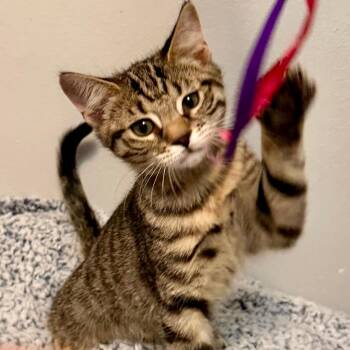 Rescue Domestic Short Hair Cats for Adoption in Gastonia, North Carolina - Lola | PetCurious