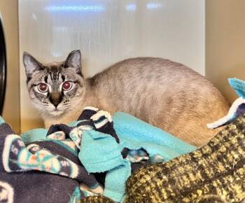 Domestic Short Hair Cats Available for Adoption in Arlington, Washington - Cavatelli | PetCurious