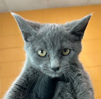 Rescue Domestic Short Hair Cats for Adoption in Golden, Colorado - Ravioli | PetCurious