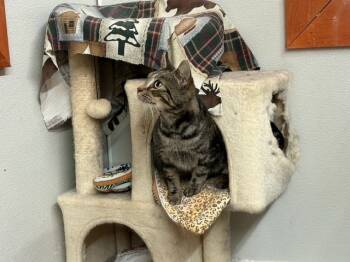 Rescue Domestic Short Hair and Tabby Cats for Adoption in Breinigsville, Pennsylvania - Iris | PetCurious