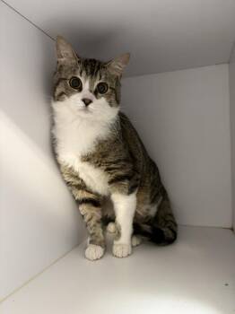 Domestic Short Hair Cats Available for Adoption - Emmerson | PetCurious