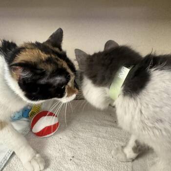 Domestic Short Hair Cats Available for Adoption in Wantagh, New York - Beauty | PetCurious