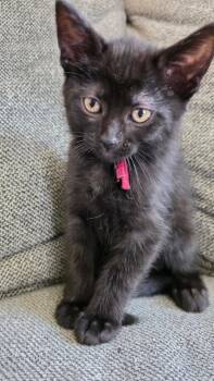 Domestic Short Hair Cats Available for Adoption in Taycheedah, Wisconsin - Strawberry | PetCurious