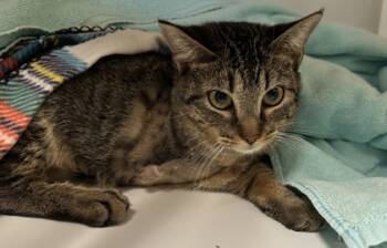 Rescue Domestic Short Hair Cats for Adoption in Carrollton, Texas - Tri-Purr | PetCurious