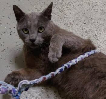 Smokey -  Domestic Short Hair Cat for Adoption in Verona, Wisconsin - Smokey | PetCurious