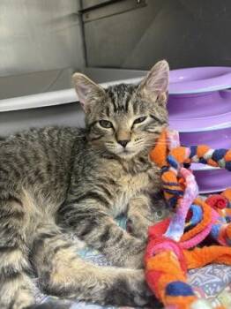 Tabby Cats Available for Adoption - Plum - SO CUDDLY! | PetCurious