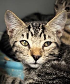 Rescue Domestic Short Hair Cats for Adoption in Cumming, Georgia - Beanie 1577-25 | PetCurious