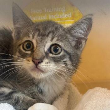 Avocado -  Domestic Short Hair Cat for Adoption in Newark, New Jersey - Avocado | PetCurious
