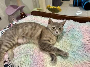 Zoe (in foster) -  Domestic Short Hair Cat for Adoption in Alexandria, Virginia - Zoe (in Foster) | PetCurious