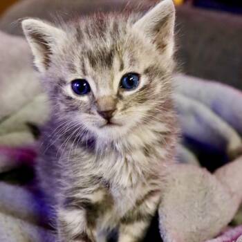 Rescue Domestic Short Hair Cats for Adoption in Blackfoot, Idaho - Booty | PetCurious