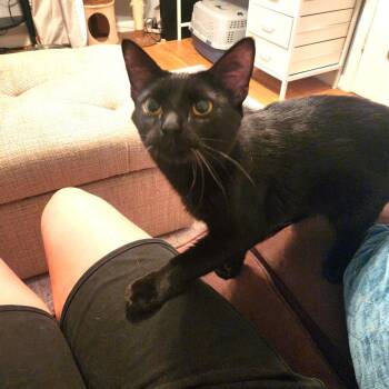 Ziggy -  Domestic Medium Hair Cat Available for Adoption in South Riding, Virginia - Ziggy | PetCurious