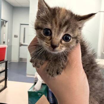 Bryce Canyon -  Domestic Short Hair Cat for Adoption in Greensboro, North Carolina - Bryce Canyon | PetCurious