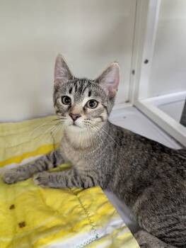 Sassy -  Domestic Short Hair Cat for Adoption in Oconto, Wisconsin - Sassy | PetCurious