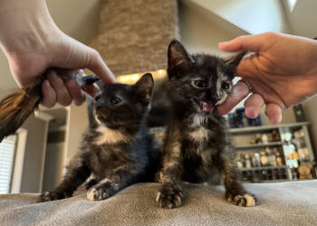 Rescue Domestic Short Hair and Tabby Cats for Adoption in Chattanooga, Tennessee - Left Twix And Right Twix | PetCurious