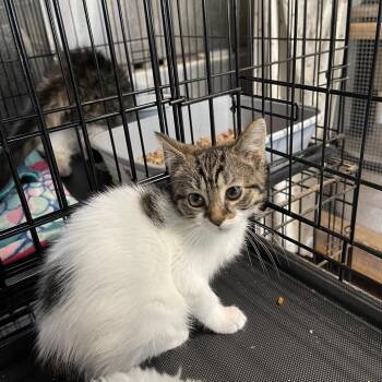 Sabrina -  Domestic Short Hair Cat for Adoption in Wappingers Falls, New York - Sabrina | PetCurious