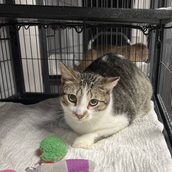 Rescue Domestic Short Hair Cats for Adoption in East St. Louis, Illinois - Joe J-C | PetCurious