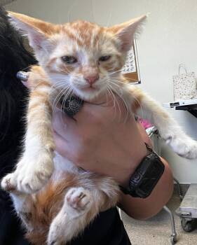 Rescue Domestic Short Hair Cats for Adoption in Tulare, California - My Chemical Romance | PetCurious