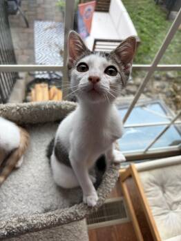 Jethro (bonded w/ Jasper) -  Domestic Short Hair Cat for Adoption in Philadelphia, Pennsylvania - Jethro (bonded W/ Jasper) | PetCurious