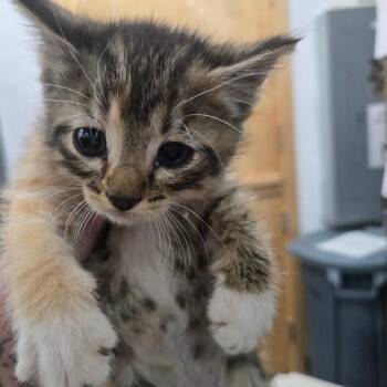 Corsair -  Domestic Short Hair Cat for Adoption in Idaho Falls, Idaho - Corsair | PetCurious