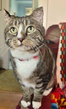 Sparky -  Tabby Cat for Adoption in The Dalles, Oregon - Sparky | PetCurious