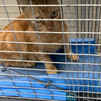Taylor -  Domestic Short Hair Cat for Adoption in Montgomery, Alabama - Taylor | PetCurious