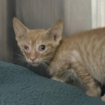 Kit -  Domestic Short Hair Cat for Adoption in Austin, Texas - Kit | PetCurious