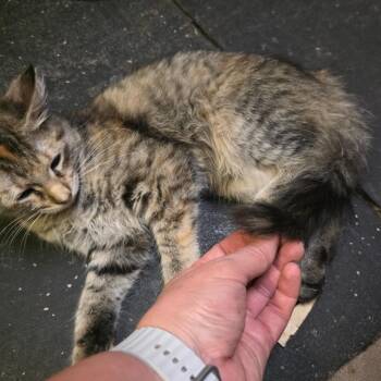 Q-Tip -  Domestic Medium Hair Cat for Adoption in Bedford, New Hampshire - Q-Tip | PetCurious