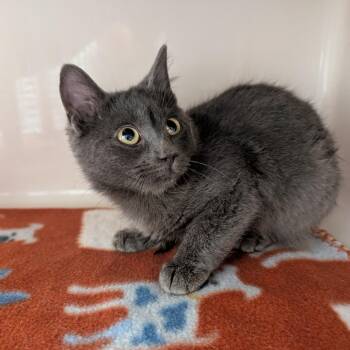 Gred -  Domestic Short Hair Cat for Adoption in Watertown, New York - Gred | PetCurious