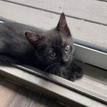 Dora -  Domestic Short Hair Cat for Adoption in Wheaton, Illinois - Dora | PetCurious