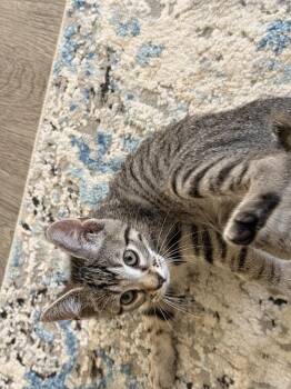 Miny -  Domestic Short Hair Cat for Adoption in Mcpherson, Kansas - Miny | PetCurious