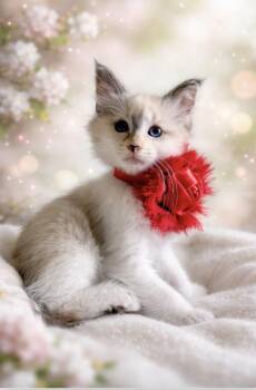 Domestic Medium Hair and Ragamuffin Cats Available for Adoption - Rosita - Daughter Of Angelina / Sister Of Alma | PetCurious