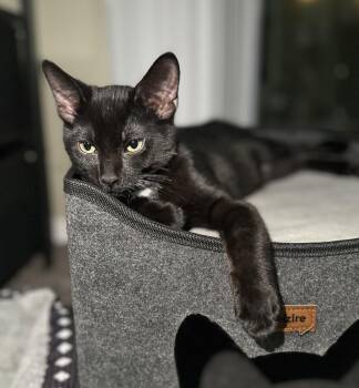 Hg Litter Salem -  Domestic Short Hair Cat for Adoption in Livonia, Michigan - Hg Litter Salem | PetCurious