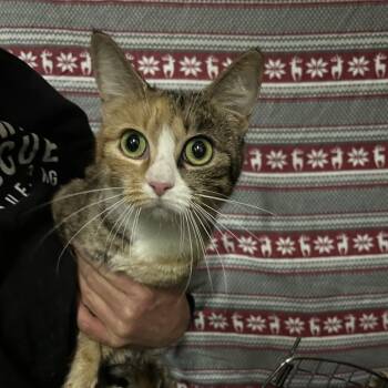 Domestic Short Hair Cats Available for Adoption in Hemet, California - Hawaii | PetCurious