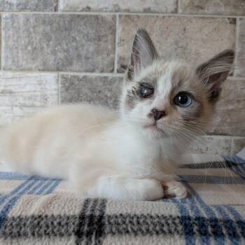 Kix -  Siamese and Domestic Medium Hair Cat for Adoption in Lakeland, Florida - Kix | PetCurious