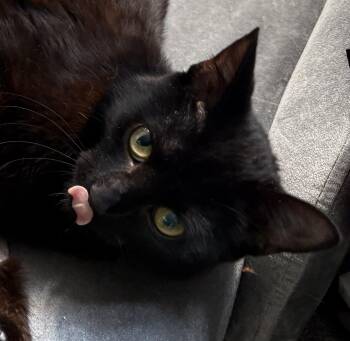 Rescue Domestic Short Hair Cats for Adoption in Tillsonburg, Ontario - WONTON | PetCurious