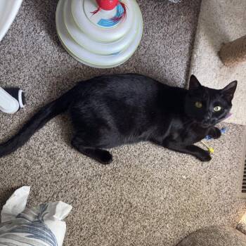 Domestic Short Hair Cats Available for Adoption in Fredericksburg, Virginia - Kronos | PetCurious